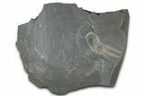 Ordovician Brittle Star (Ophiura) - Morocco #365273-1